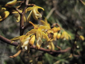 Erythrorchis cassythoides flowers