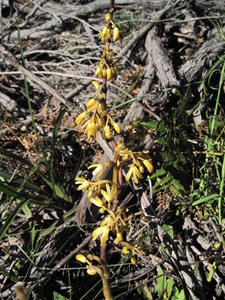 Erythrorchis cassythoides flower spike