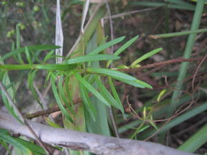 Poranthera ericifolia leaves