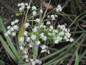 Poranthera ericifolia flower head