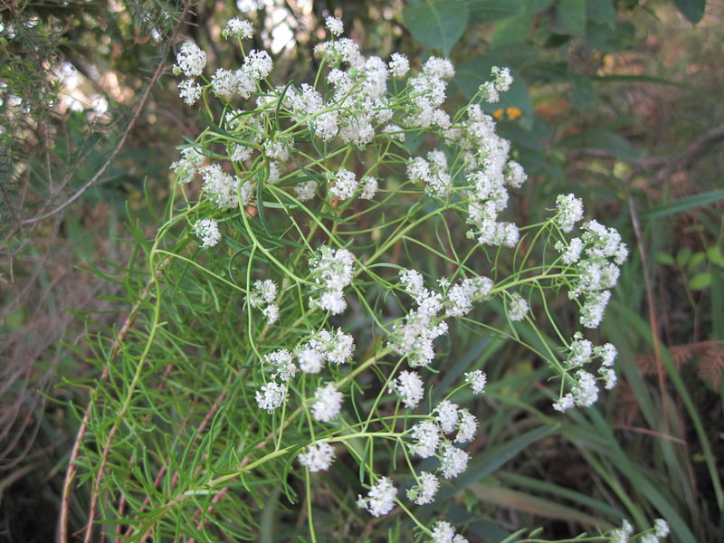 Poranthera ericifolia plant shape