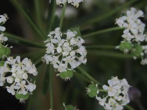 Poranthera ericifolia flowers and fruit