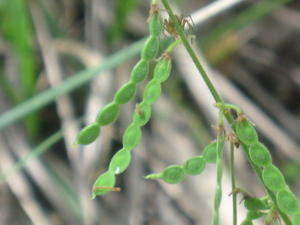 Desmodium rhytidophyllum fruit