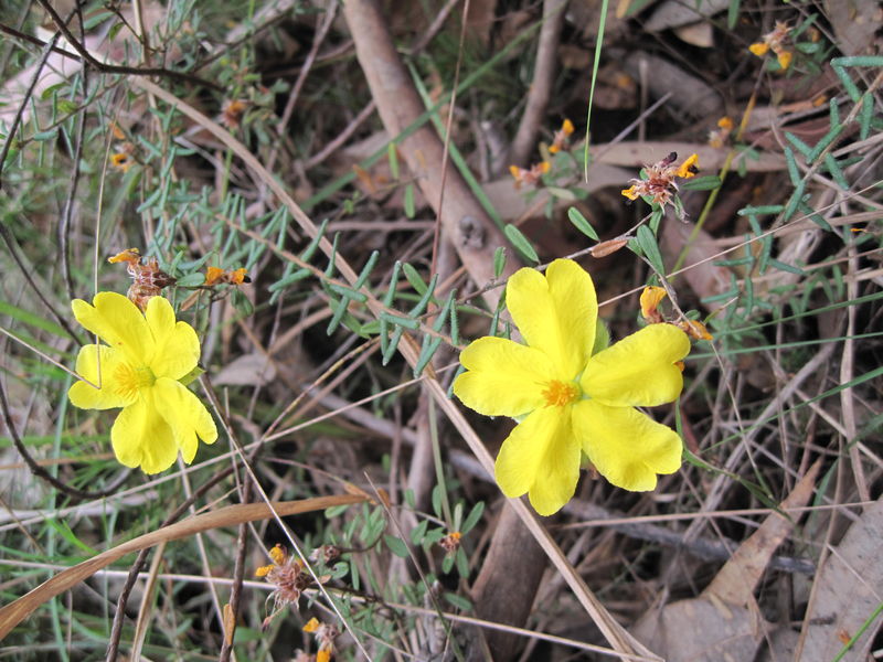 Hibbertia riparia flowers and leaves