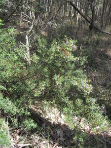 Prostanthera scutellaroides plant shape