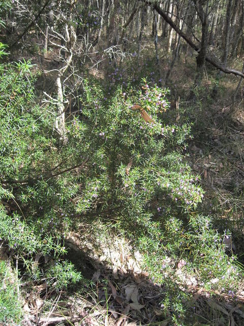 Prostanthera scutellaroides plant shape