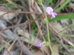 Desmodium rhytidophyllum flower and stem