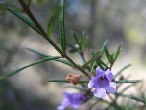 Prostanthera scutellaroides flower