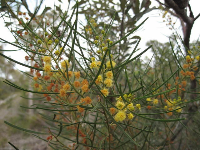 Acacia elongata flowering branch
