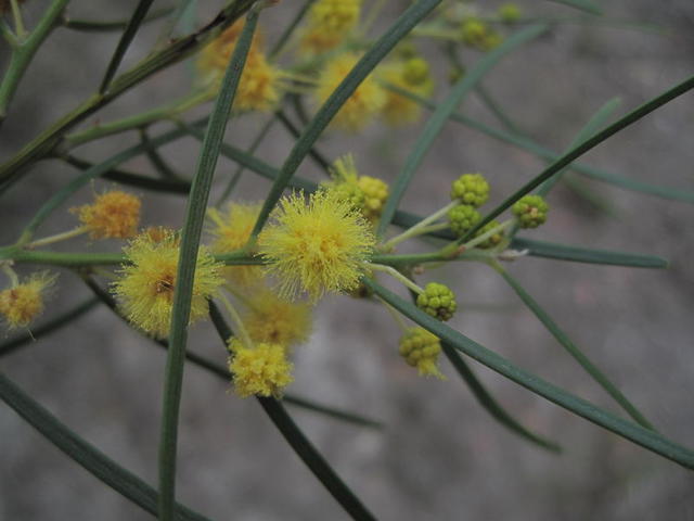 Acacia elongata flower and buds