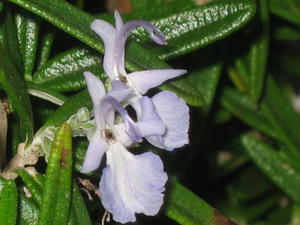 Prostanthera sp