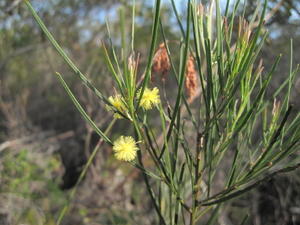 Acacia elongata upright leaves