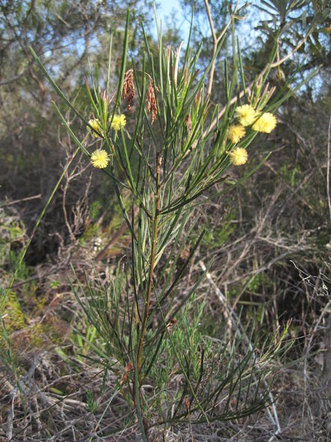 Acacia elongata plant shape