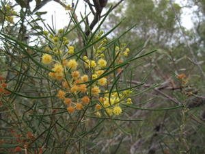 Acacia elongata flowering branches