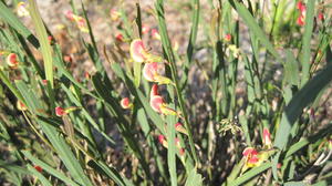 Bossiaea scolopendria flowers and leafless stems