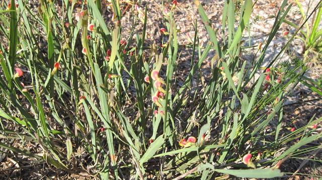 Bossiaea scolopendria plant shape