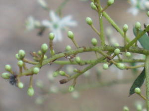 Bursaria spinosa buds