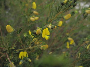 Gompholobium grandiflorum buds, flowers and fruit