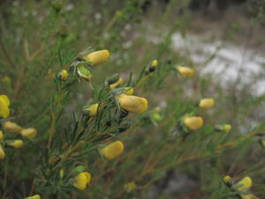 Gompholobium grandiflorum buds