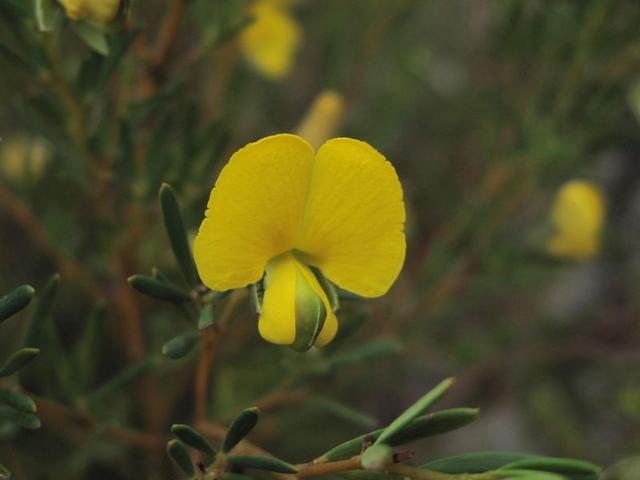 Gompholobium grandiflorum flower