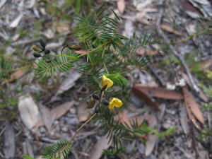 Gompholobium pinnata plant shape