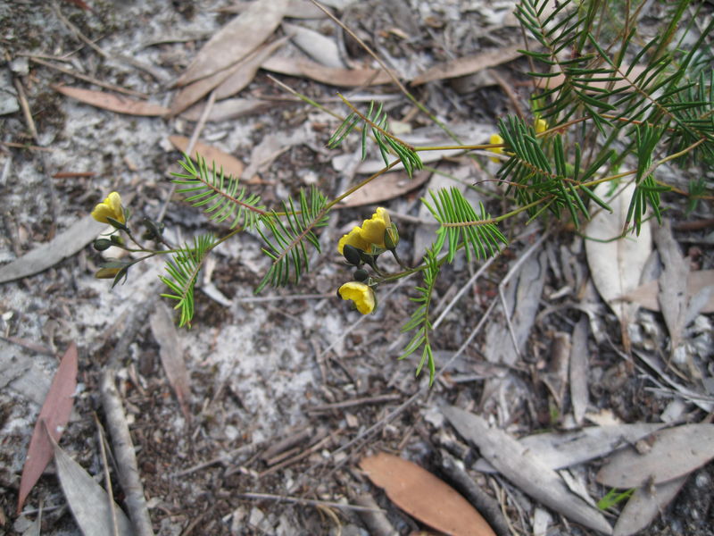 Gompholobium pinnata plant shape