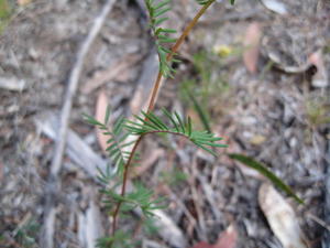 Gompholobium pinnata leaves