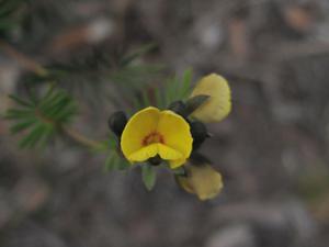 Gompholobium pinnata flower