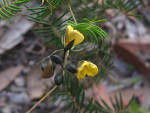 Gompholobium pinnata buds and flowers