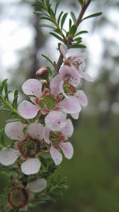 Leptospermum parvifolium - Small-leaved tea-tree