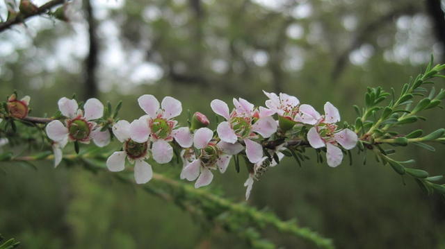 Leptospermum parvifolium flowers