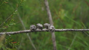 Leptospermum parvifolium mature fruit