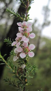 Leptospermum parvifolium flowers
