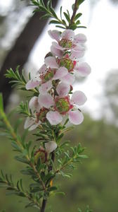 Leptospermum parvifolium flowers