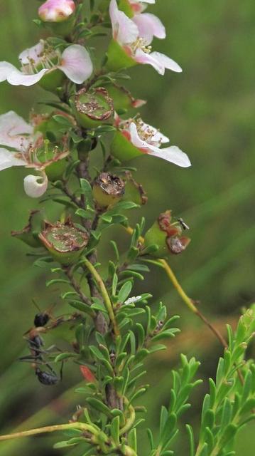 Leptospermum parvifolium green fruit