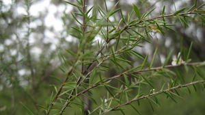 Leptospermum continentale leaves