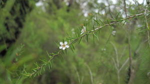 Leptospermum continentale branch