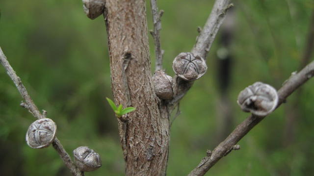 Leptospermum continentale mature fruit