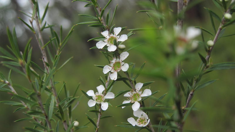 Leptospermum continentale flowers