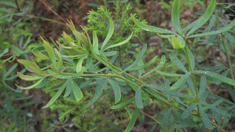 Gompholobium latifolium leaves