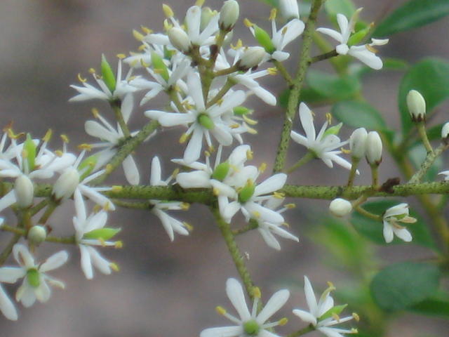 Bursaria spinosa flowers