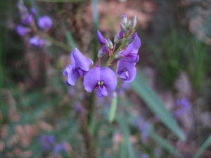 Hardenbergia violacea (2).JPG