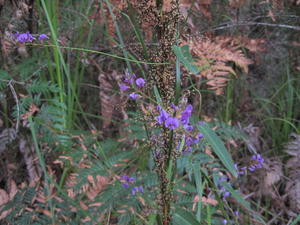 Hardenbergia violacea (3).JPG