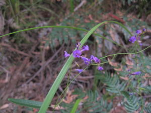 Hardenbergia violacea (4).JPG