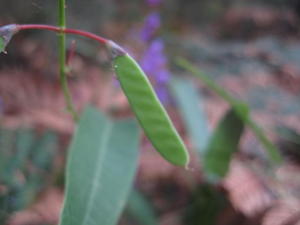 Hardenbergia violacea (5).JPG