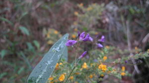 Hardenbergia violacea (9).JPG