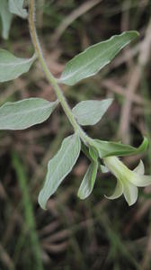 Billardiera scandens silky underside of leaf