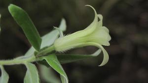 Billardiera scandens flower with hairy calyx