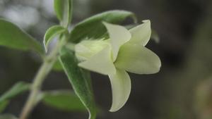 Billardiera scandens flower