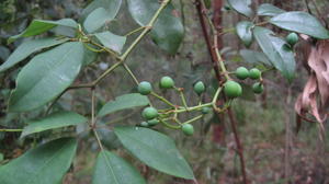 Cissus hypoglauca leaves and fruit